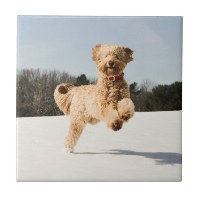Goldendoodle Running Through Field Tile (Front)