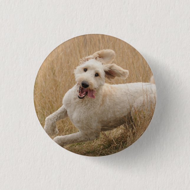 Goldendoodle Runs Through Grass 1 Inch Round Button (Front)
