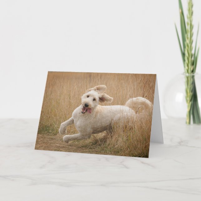 Goldendoodle Runs Through Grass Card (Front)
