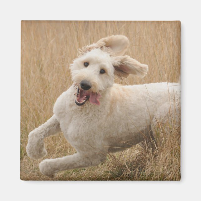 Goldendoodle Runs Through Grass Magnet (Front)
