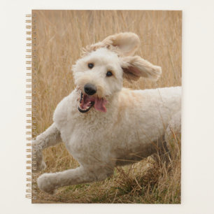 Goldendoodle Runs Through Grass Planner