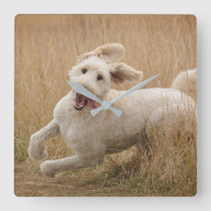 Goldendoodle Runs Through Grass Square Wall Clock