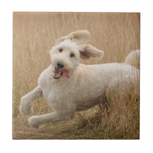 Goldendoodle Runs Through Grass Tile