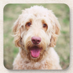 Goldendoodle Smiling Coaster