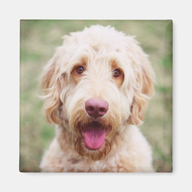 Goldendoodle Smiling Magnet (Front)