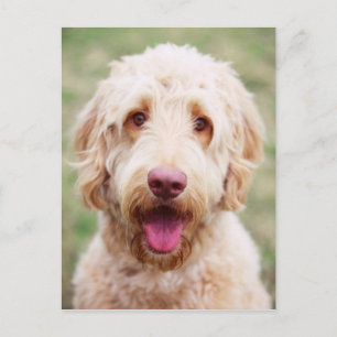 Goldendoodle Smiling Postcard
