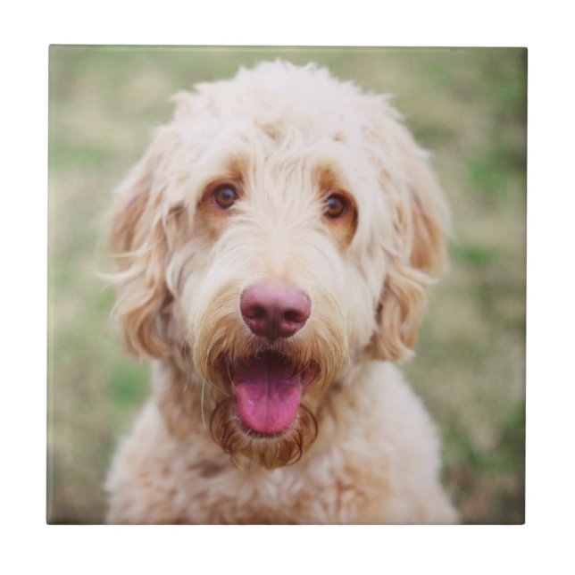 Goldendoodle Smiling Tile (Front)