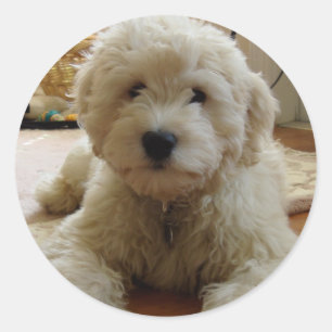 Goldendoodle Sticker
