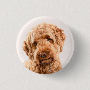 Goldendoodle Studio Portrait 1 Inch Round Button