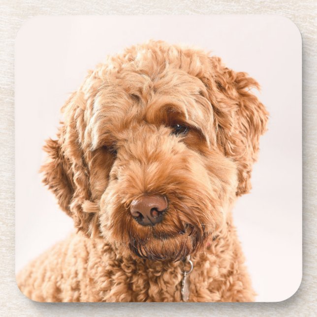 Goldendoodle Studio Portrait Coaster (Front)