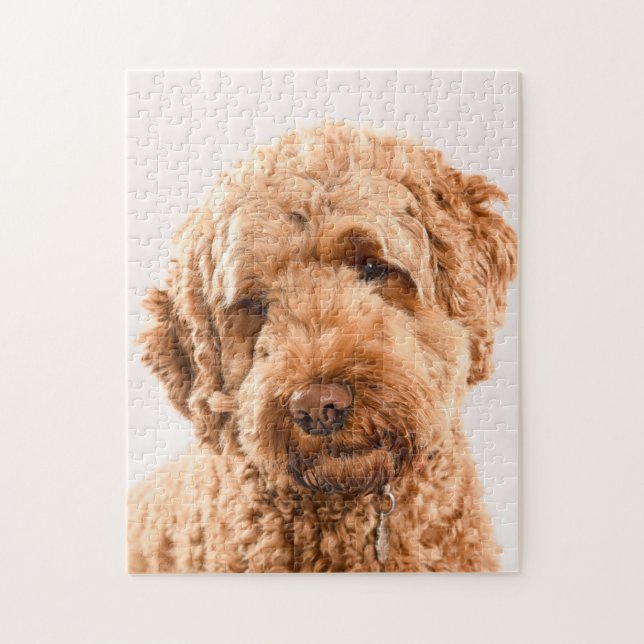 Goldendoodle Studio Portrait Jigsaw Puzzle (Vertical)