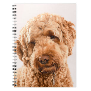 Goldendoodle Studio Portrait Notebook