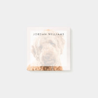 Goldendoodle Studio Portrait