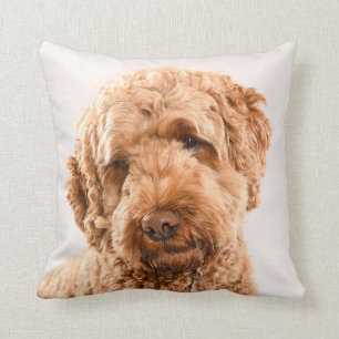 Goldendoodle Studio Portrait Throw Pillow