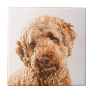 Goldendoodle Studio Portrait Tile