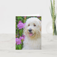 Goldendoodle Thank You