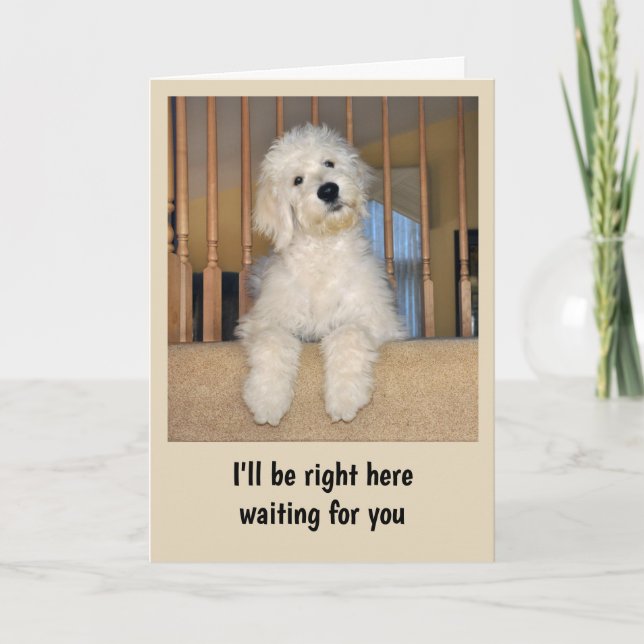 Goldendoodle toute carte d'occasion (Devant)