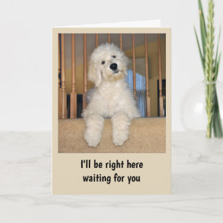 Goldendoodle toute carte d'occasion