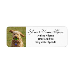 Goldendoodle with Ball Return Address