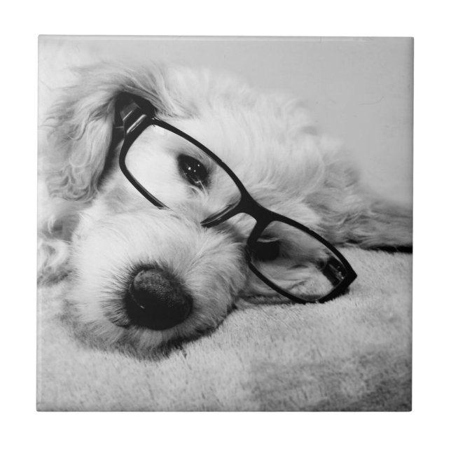 Goldendoodle With Glasses Tile (Front)