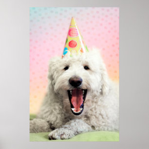 Goldendoodle With Party Hat Poster