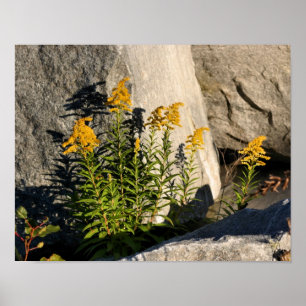 Goldenrod Flowers And Shadows Nature Poster