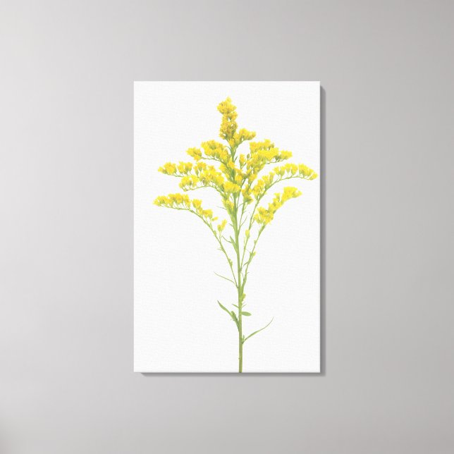 Goldenrod flowers (Solidago juncea), North America Canvas Print (Front)