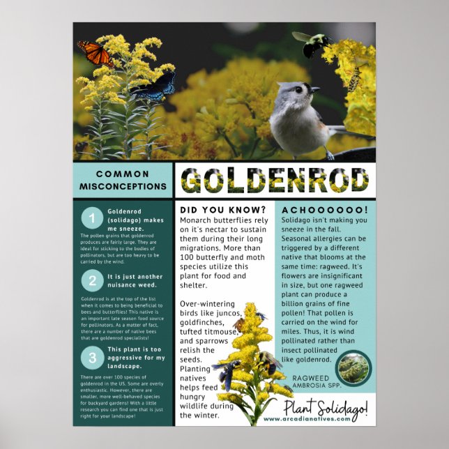 Goldenrod Misconceptions and Facts Blue Theme Poster (Front)