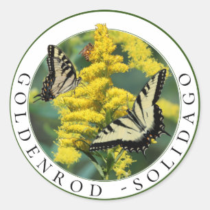 Goldenrod Solidago and Tiger Swallowtail Butterfly Classic Round Sticker