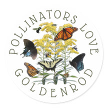 Goldenrod Solidago Wildflower and Pollinators Clas
