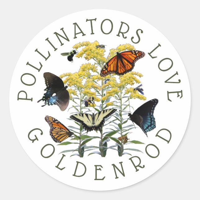 Goldenrod Solidago Wildflower and Pollinators Clas Classic Round Sticker (Front)