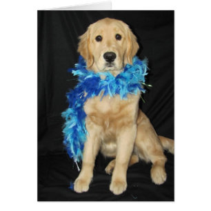 Goldens fait varier le pas en abondance