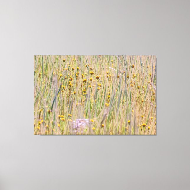 Goldfield and Grass Canvas Print (Front)