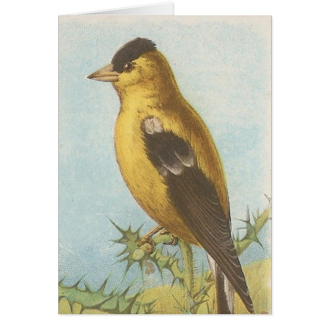 Goldfinch (Devant)