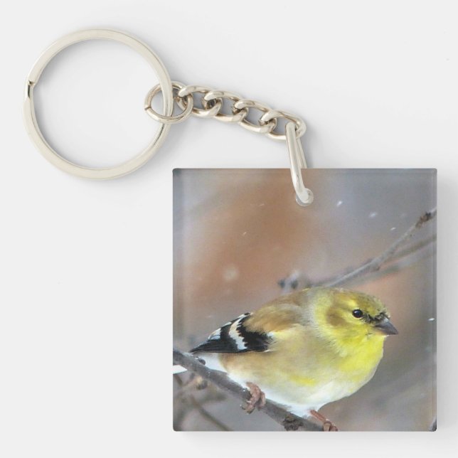 Goldfinch (Devant)