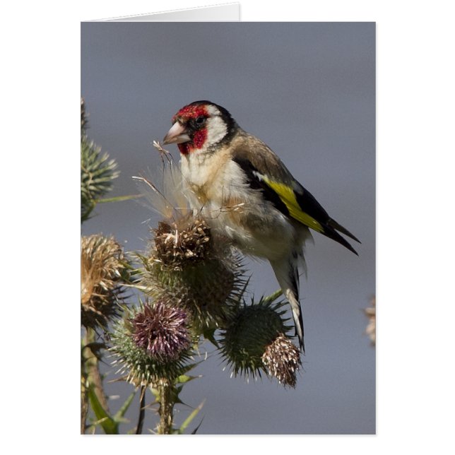 Goldfinch (Front)