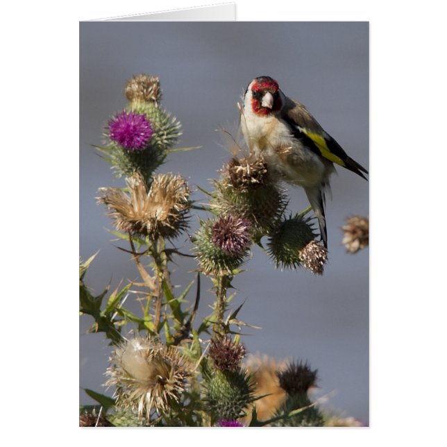 Goldfinch (Front)