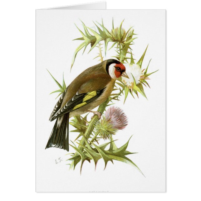 Goldfinch (Front)