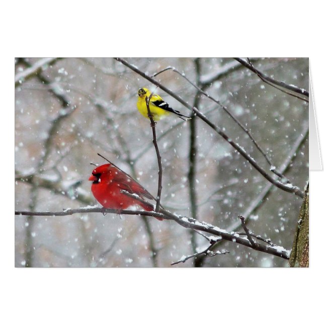 Goldfinch And Cardinal (Front Horizontal)