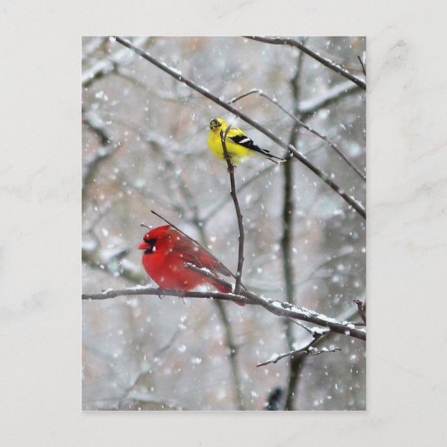 Goldfinch And Cardinal Postcard (Front)
