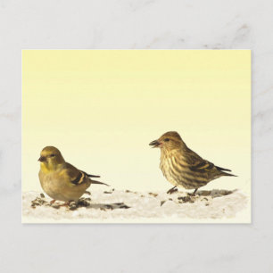 Goldfinch and Pine Siskin Postcard