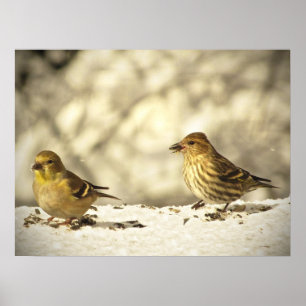 Goldfinch and Pine Siskin Poster