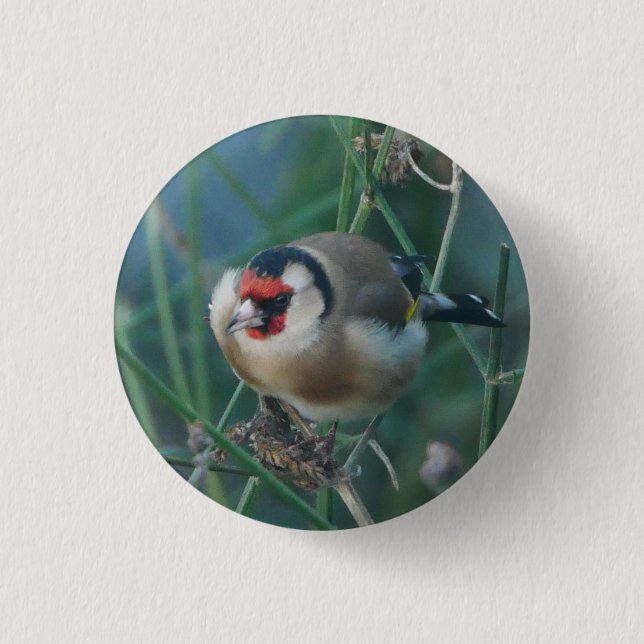 Goldfinch Badge 1 Inch Round Button (Front)