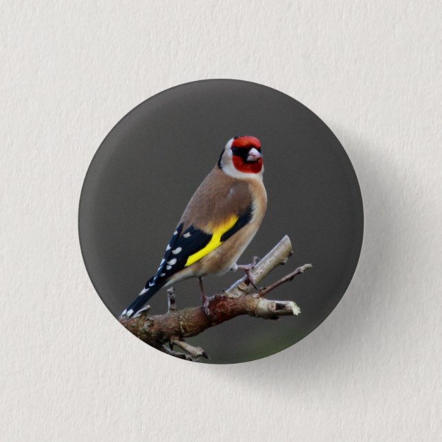 Goldfinch bird 1 inch round button (Front)
