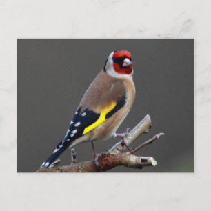 Goldfinch bird postcard