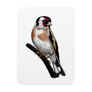 Goldfinch drawing magnet