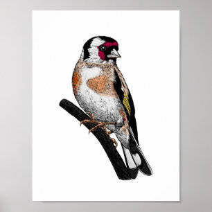 Goldfinch drawing poster
