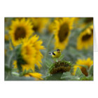 Goldfinch et Sunflowers - Carte blanche