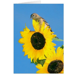 Goldfinch Et Tournesol