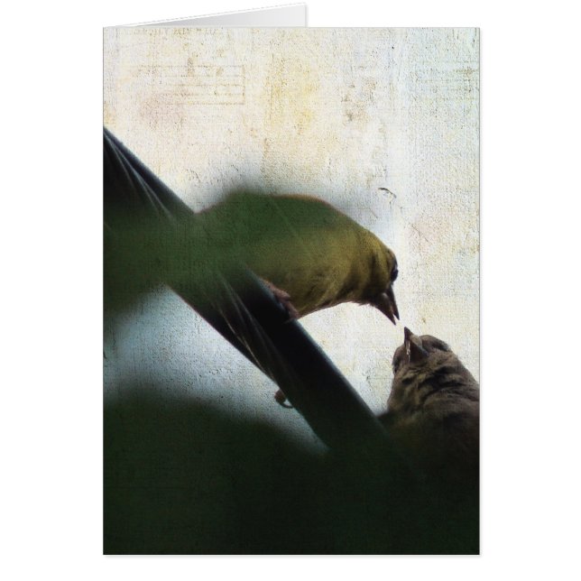 Goldfinch Feeds Chick (Front)